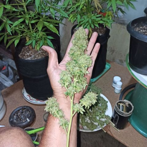 La gorda  growlog timeline photo