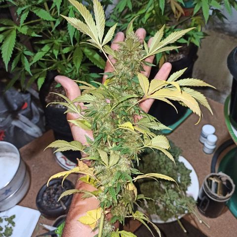La gorda  growlog timeline photo