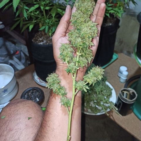 La gorda  growlog timeline photo