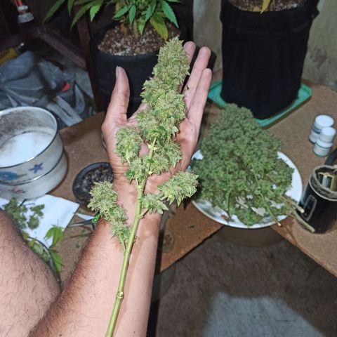 La gorda  growlog timeline photo