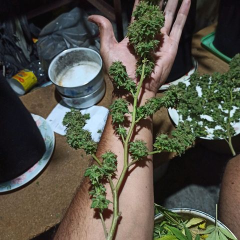 La gorda  growlog timeline photo