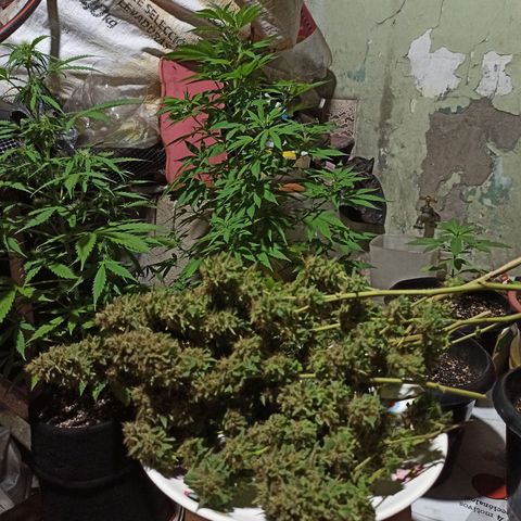 La gorda  growlog timeline photo