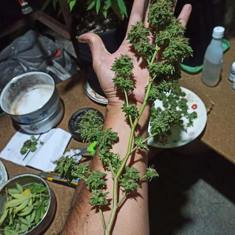 La gorda  growlog timeline photo