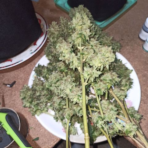 La gorda  growlog timeline photo