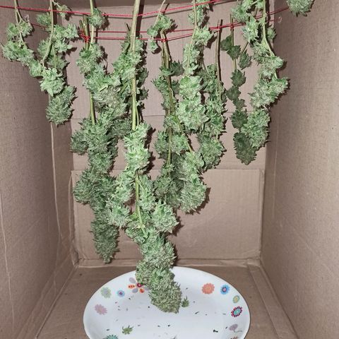 La gorda  growlog timeline photo
