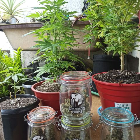 La gorda  growlog timeline photo