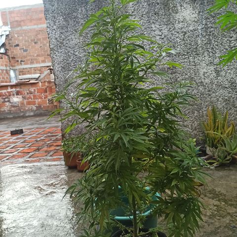 Bubble fruit growlog timeline photo