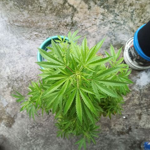Bubble fruit growlog timeline photo