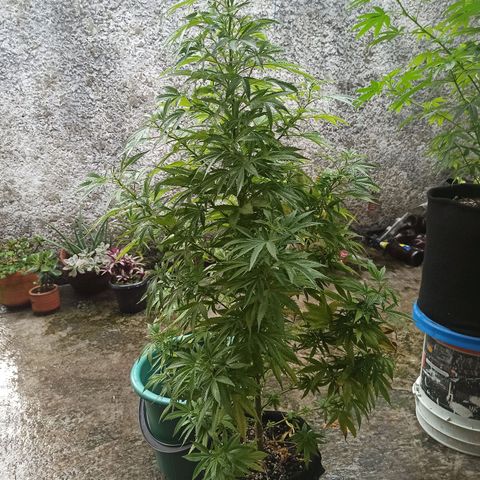Bubble fruit growlog timeline photo
