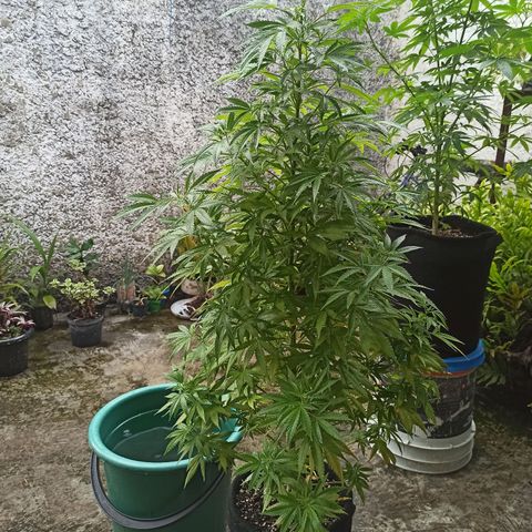 Bubble fruit growlog timeline photo