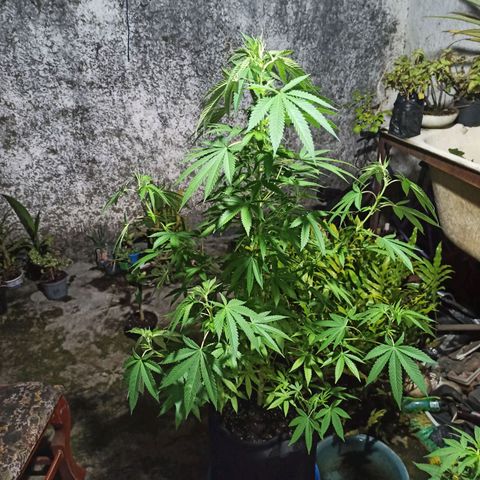 Bubba kush growlog timeline photo