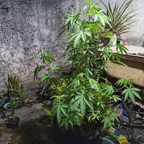 Bubba kush growlog timeline photo