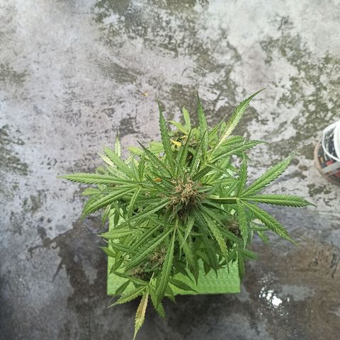 BCN Critical XXL Auto growlog timeline photo