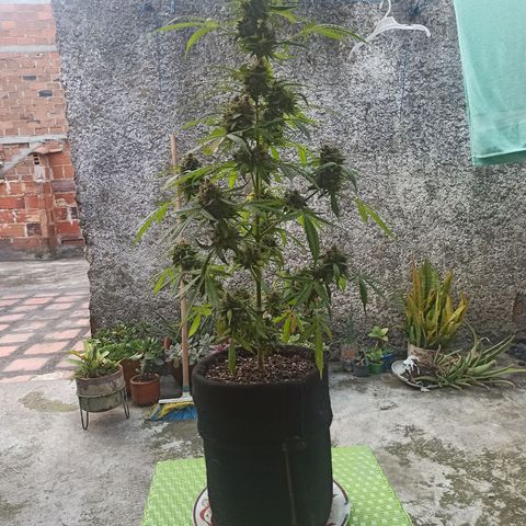 BCN Critical XXL Auto growlog timeline photo