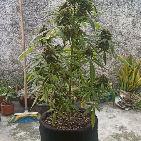 BCN Critical XXL Auto growlog timeline photo