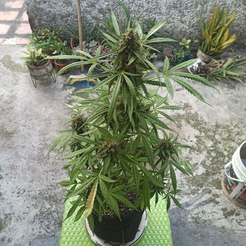 BCN Critical XXL Auto growlog timeline photo