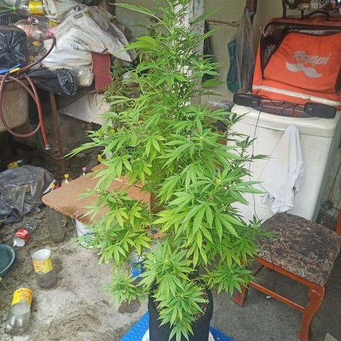Bubble fruit growlog timeline photo