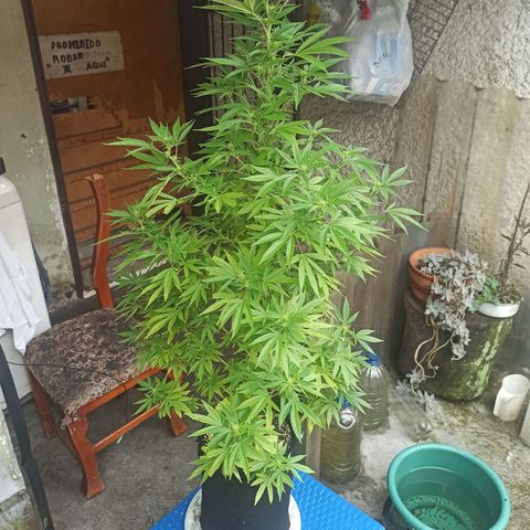 Bubble fruit growlog timeline photo