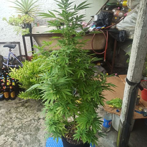 Bubble fruit growlog timeline photo