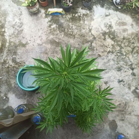 Bubble fruit growlog timeline photo