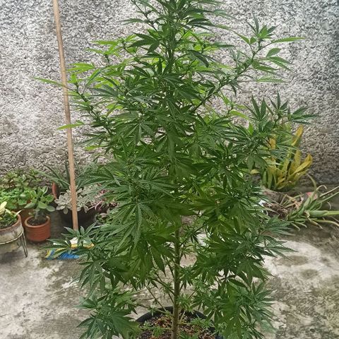 Bubble fruit growlog timeline photo