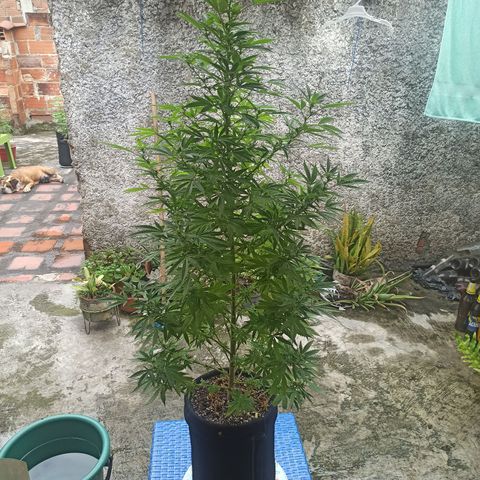 Bubble fruit growlog timeline photo