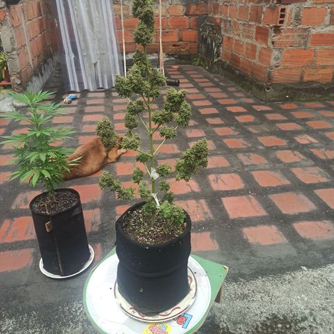 BCN Critical XXL Auto growlog timeline photo