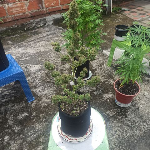 BCN Critical XXL Auto growlog timeline photo