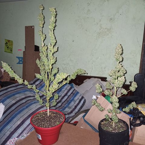 BCN Critical XXL Auto growlog timeline photo