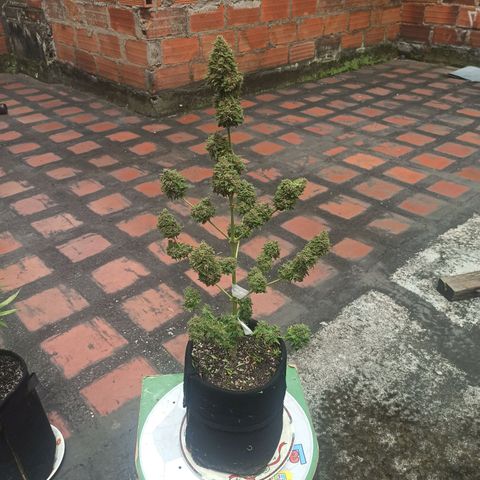 BCN Critical XXL Auto growlog timeline photo