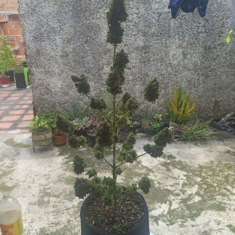 BCN Critical XXL Auto growlog timeline photo