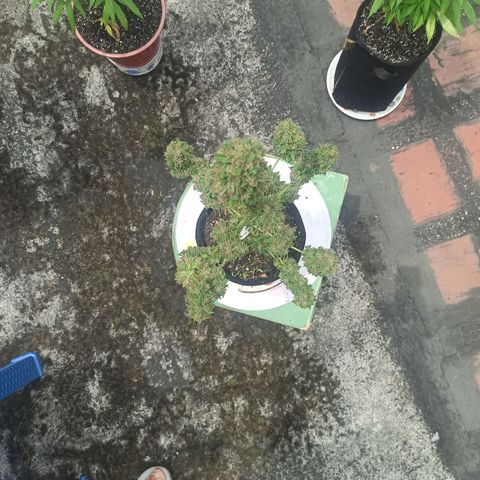 BCN Critical XXL Auto growlog timeline photo
