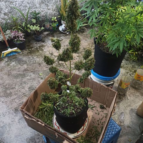 BCN Critical XXL Auto growlog timeline photo