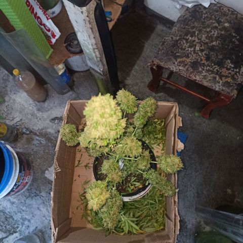 BCN Critical XXL Auto growlog timeline photo