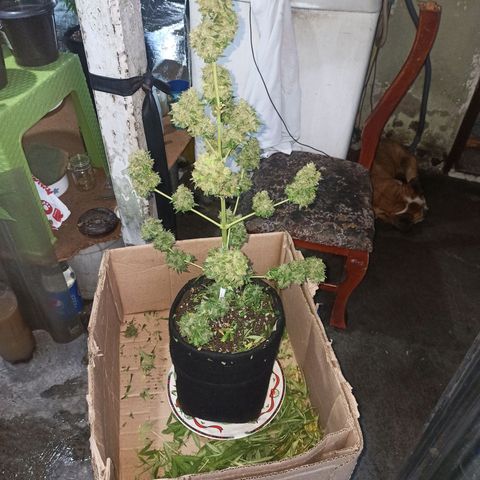 BCN Critical XXL Auto growlog timeline photo