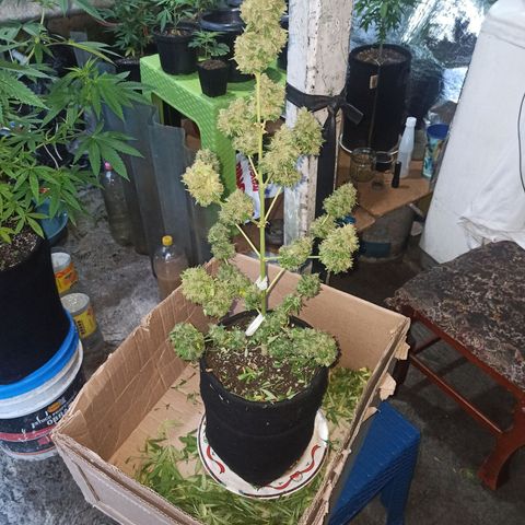 BCN Critical XXL Auto growlog timeline photo
