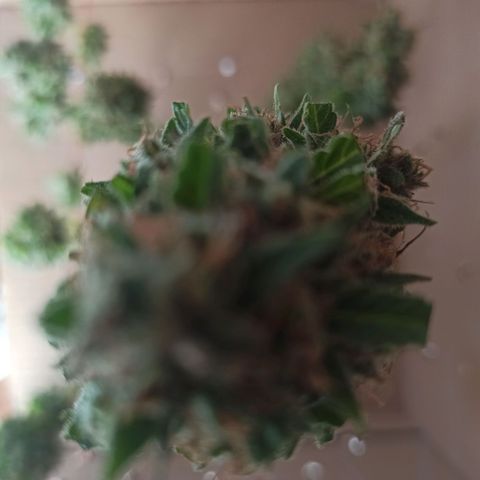 BCN Critical XXL Auto growlog timeline photo