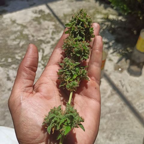 BCN Critical XXL Auto growlog timeline photo