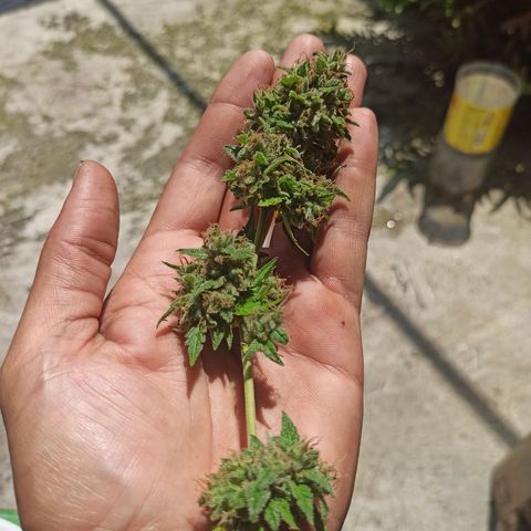 BCN Critical XXL Auto growlog timeline photo