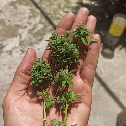 BCN Critical XXL Auto growlog timeline photo