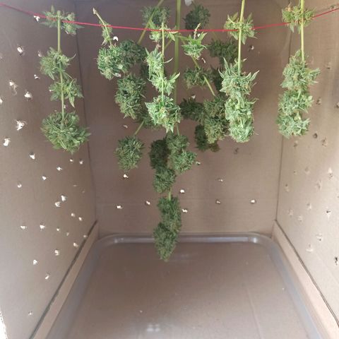 BCN Critical XXL Auto growlog timeline photo
