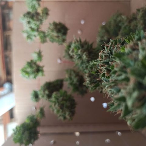 BCN Critical XXL Auto growlog timeline photo