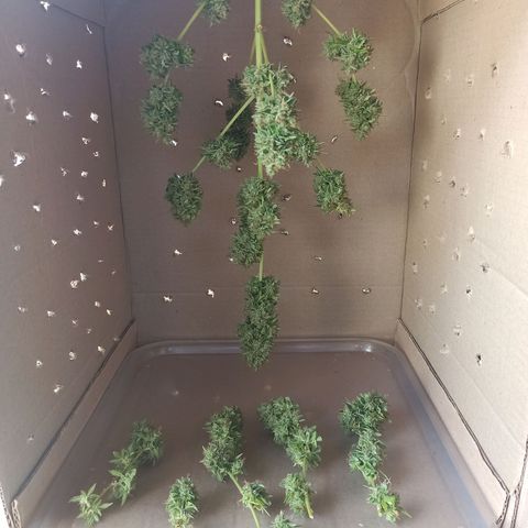 BCN Critical XXL Auto growlog timeline photo