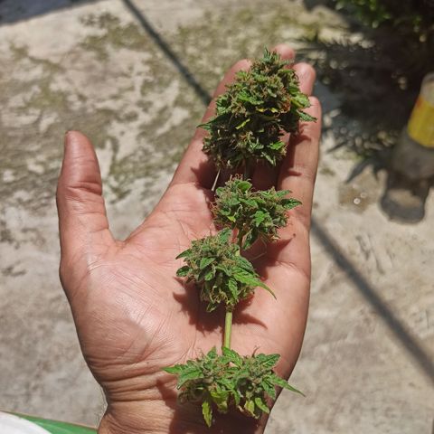 BCN Critical XXL Auto growlog timeline photo