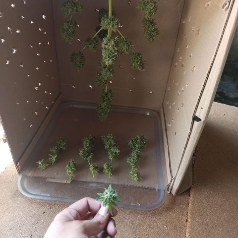 BCN Critical XXL Auto growlog timeline photo