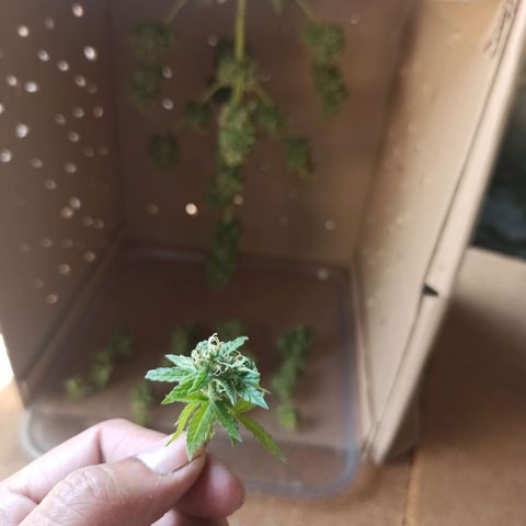BCN Critical XXL Auto growlog timeline photo