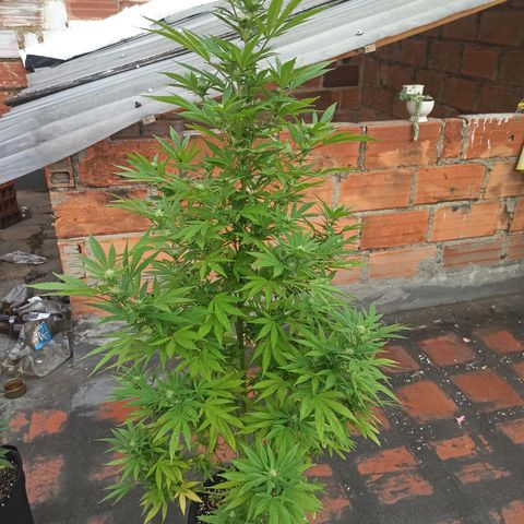 Bubble fruit growlog timeline photo
