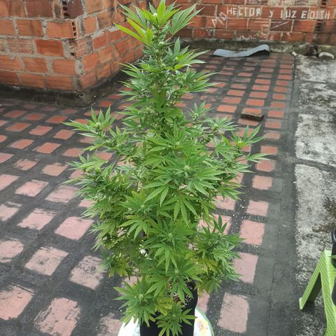 Bubble fruit growlog timeline photo