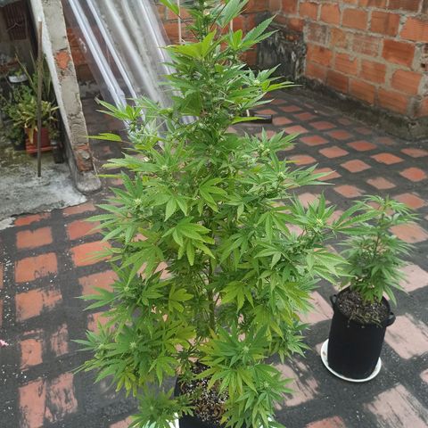 Bubble fruit growlog timeline photo