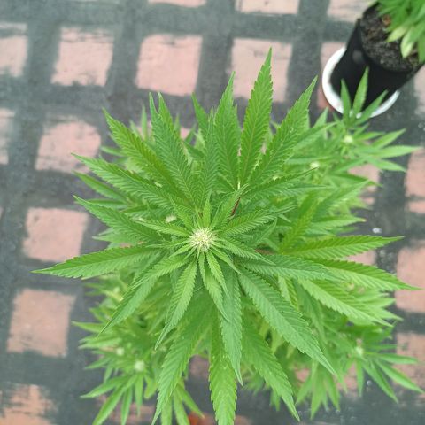 Bubble fruit growlog timeline photo